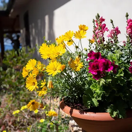 Dei Pini Apartment Joppolo